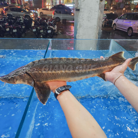 CÁ TẦM SỐNG (Size 1.5-3 Kg/Con) - Giá đã bao gồm VAT