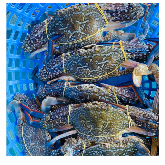 GHẸ 2 SỐNG (Size: 3 - 7 Con/Kg) (1 càng hoặc 2 càng) - Giá đã bao gồm VAT