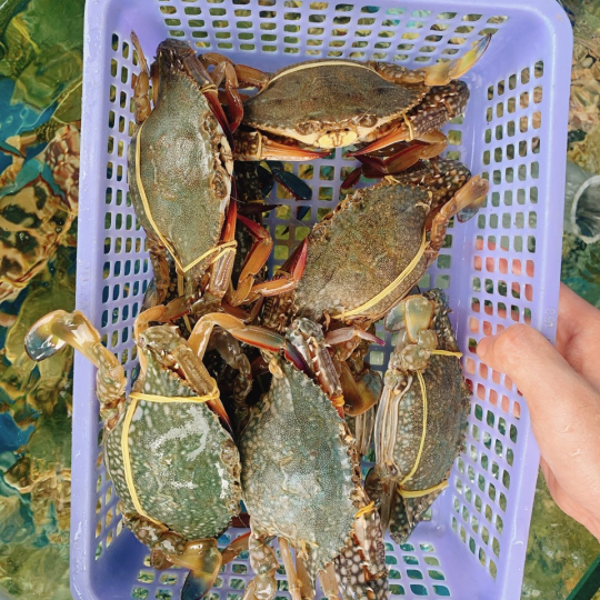 GHẸ SỐNG 199 (Size:  10-15 Con/Kg) (1 càng hoặc 2 càng) - Giá đã bao gồm VAT
