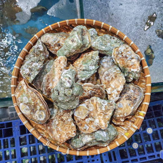 Hào Đá  (Bán con) - Giá chưa bao gồm VAT