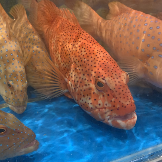 CÁ MÚ ĐỎ (Size: 0.8 - 1 Kg/Con)