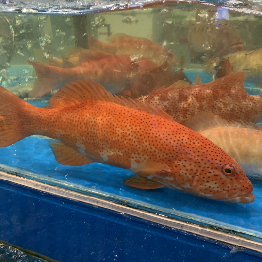 CÁ MÚ ĐỎ (Size: 0.8 - 1 Kg/Con)
