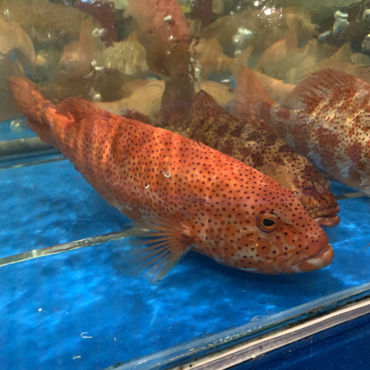 CÁ MÚ ĐỎ (Size: 0.8 - 1 Kg/Con)