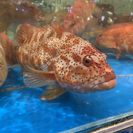 CÁ MÚ ĐỎ (Size: 0.8 - 1 Kg/Con)