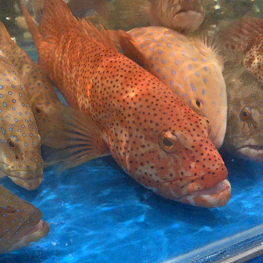 CÁ MÚ ĐỎ (Size: 0.8 - 1 Kg/Con)