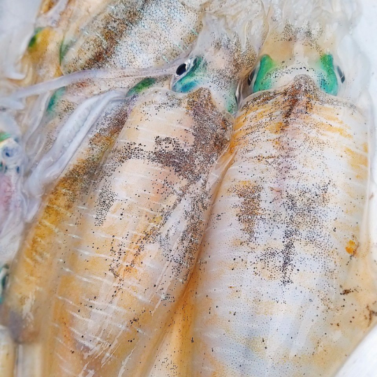 Mực Mi-Nơ - Giá đã bao gồm VAT