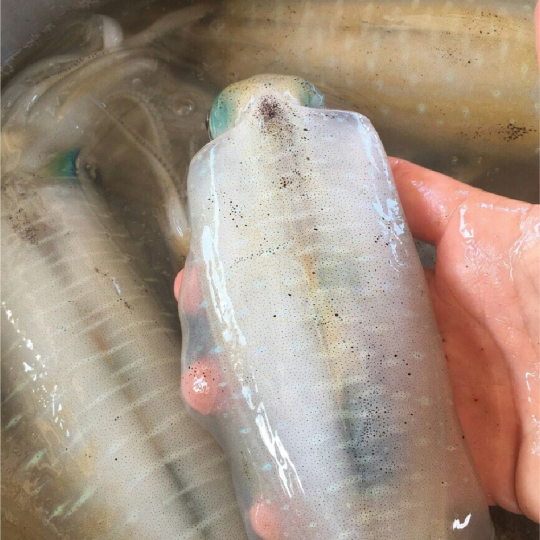 Mực Mi-Nơ - Giá đã bao gồm VAT