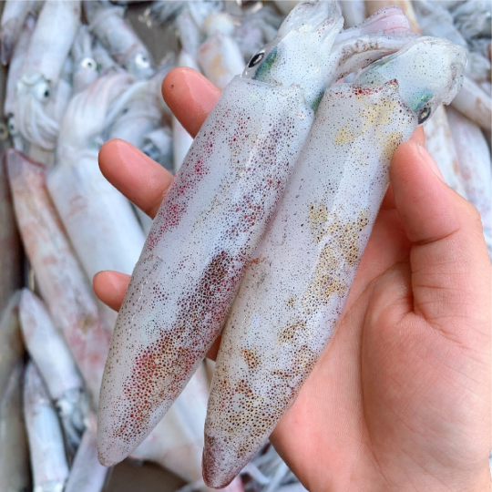 Mực Trứng - GIÁ ĐÃ BAO GỒM VAT