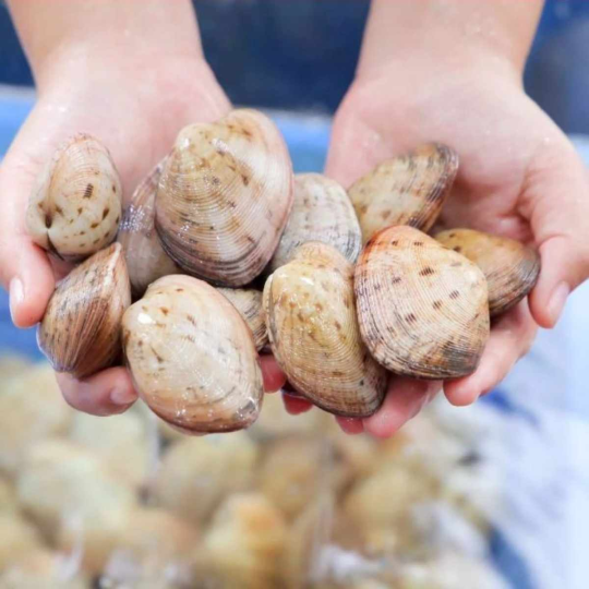 NGAO 2 CỒI (Size: 20-30 Con/Kg) - Giá đã bao gồm VAT