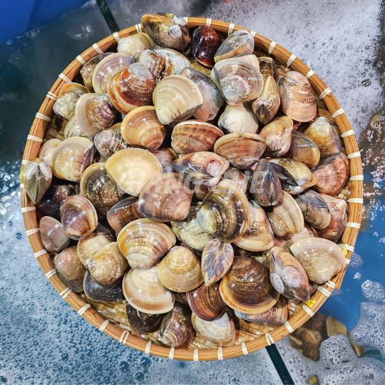 NGAO BIỂN (Size: 10 - 20 con/kg)