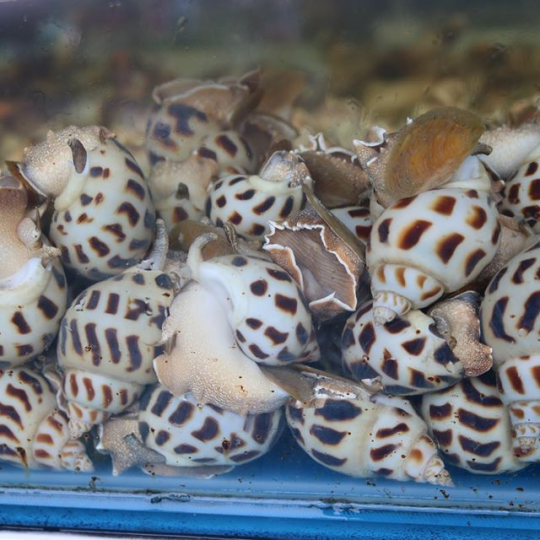 ỐC HƯƠNG LỚN