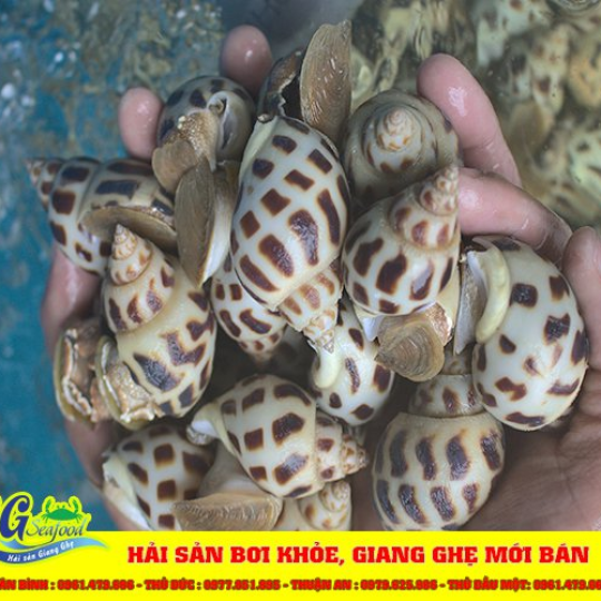 ỐC HƯƠNG (Size 60 - 90 Con/Kg) - Giá đã bao gồm VAT