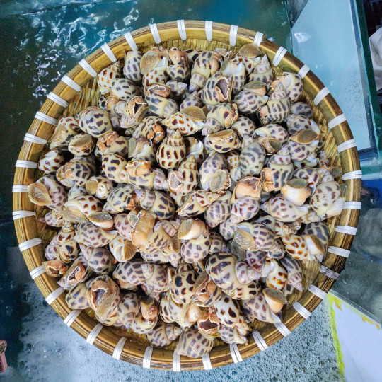 ỐC HƯƠNG (Size 60 - 90 Con/Kg) - Giá đã bao gồm VAT