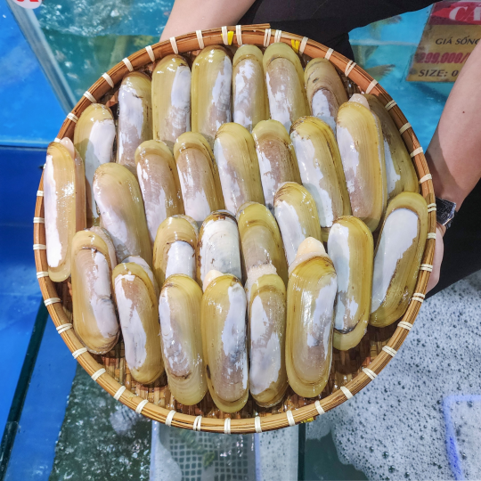 ỐC MÓNG CHÂN (Size 8-12 Con/Kg) - Giá đã bao gồm VAT