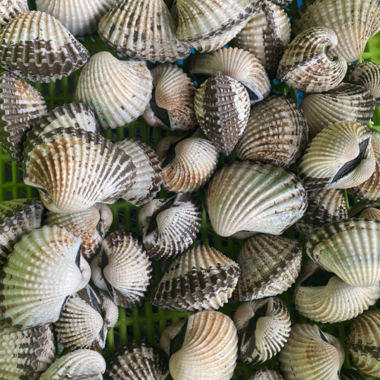 SÒ HUYẾT (Size: 15-40 Con/Kg) - Giá đã bao gồm VAT