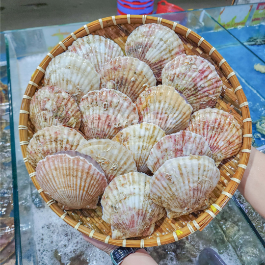 SÒ ĐIỆP HOKKAIDO (Size: 3 - 8 Con/Kg) - Giá đã bao gồm VAT