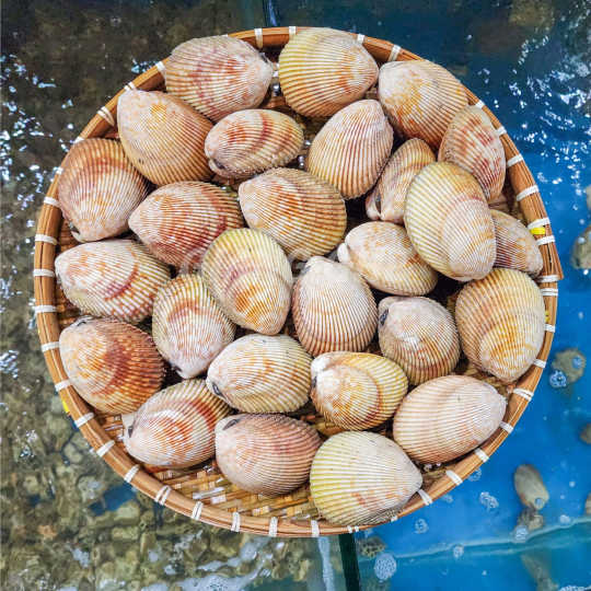 SÒ DƯƠNG (Size 4-8 Con/Kg) - Giá đã bao gồm VAT