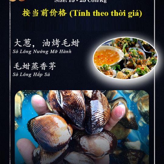 SÒ LÔNG LỚN