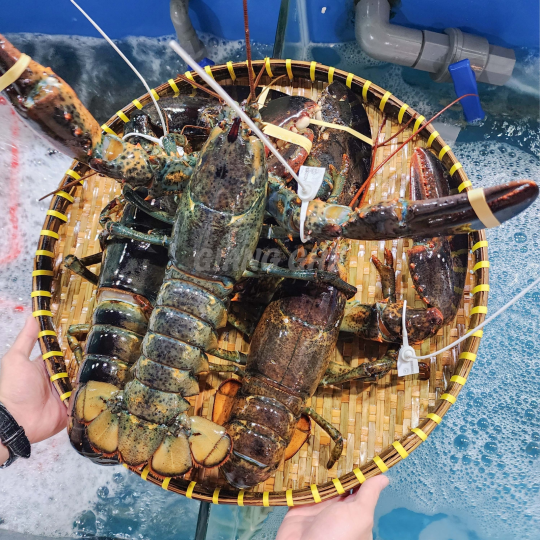 TÔM HÙM ALASKA  (Size: 1-4 Kg/Con) - Giá đã bao gồm VAT