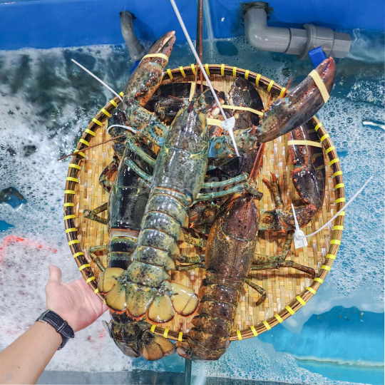 TÔM HÙM ALASKA  (Size: 1-4 Kg/Con) - Giá đã bao gồm VAT