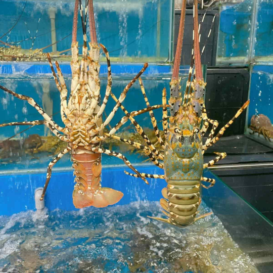 TÔM HÙM BÔNG (Size 0.6-0.9 Kg/Con)  - GIÁ ĐÃ BAO GỒM VAT