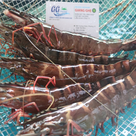 TÔM SÚ BIỂN (Size: 7-13 Con/Kg) - Giá đã bao gồm VAT