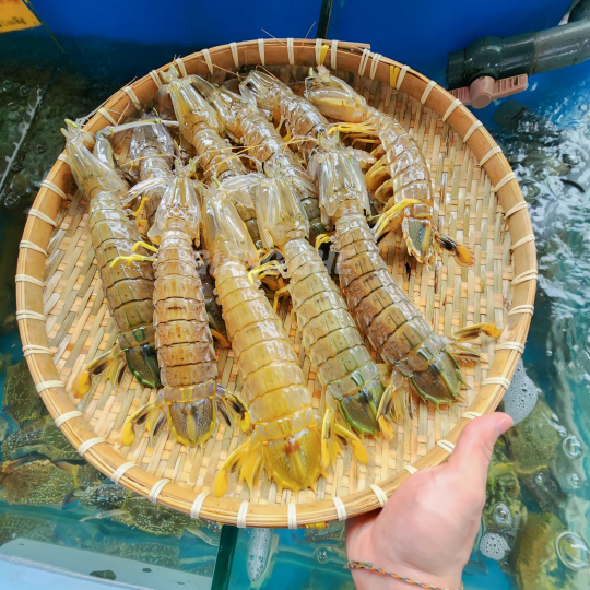 TÔM TÍCH (Size: 6-9 Con/Kg)