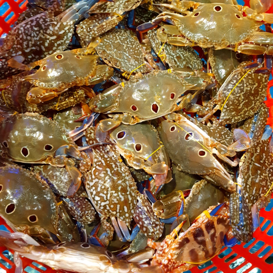 GHẸ SỐNG 149 (Size: 15 - 20 Con/Kg) - Giá đã bao gồm VAT