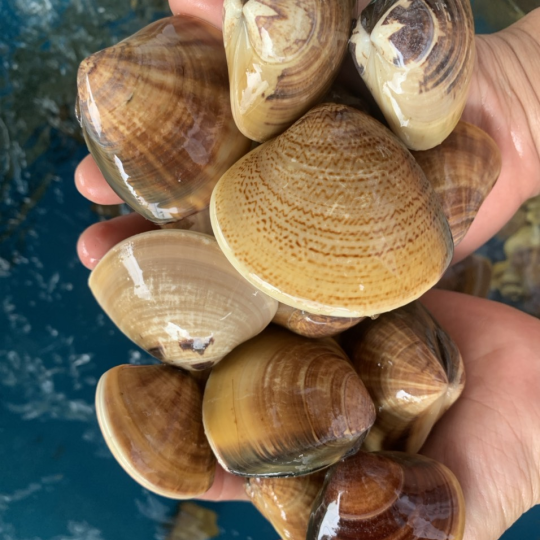 NGAO BIỂN (Size: 10 - 20 con/kg)