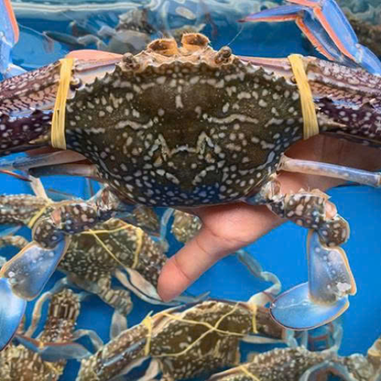 GHẸ XANH LOẠI 1 (Size: 3 - 5 Con/Kg)  - Giá đã bao gồm VAT