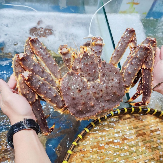 Bán cua king crab sống TPHCM