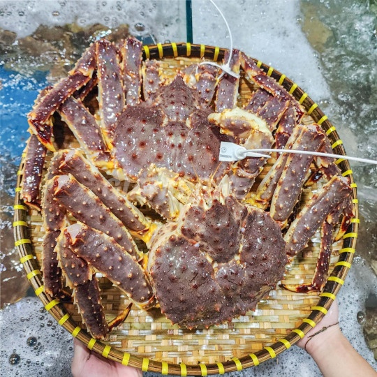 Bán cua king crab sống TPHCM