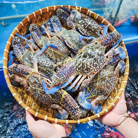 Ghẹ xanh tươi giá rẻ TPHCM