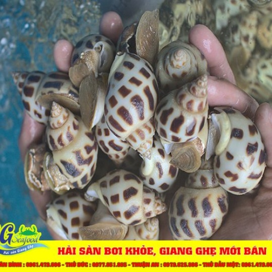 Giá ốc hương nhỏ