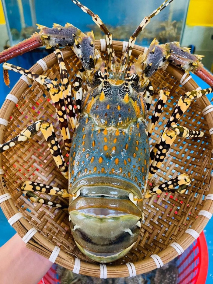 Giá tôm hùm bông sống TPHCM