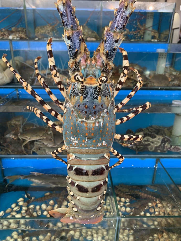 Tôm hùm bông tươi sống