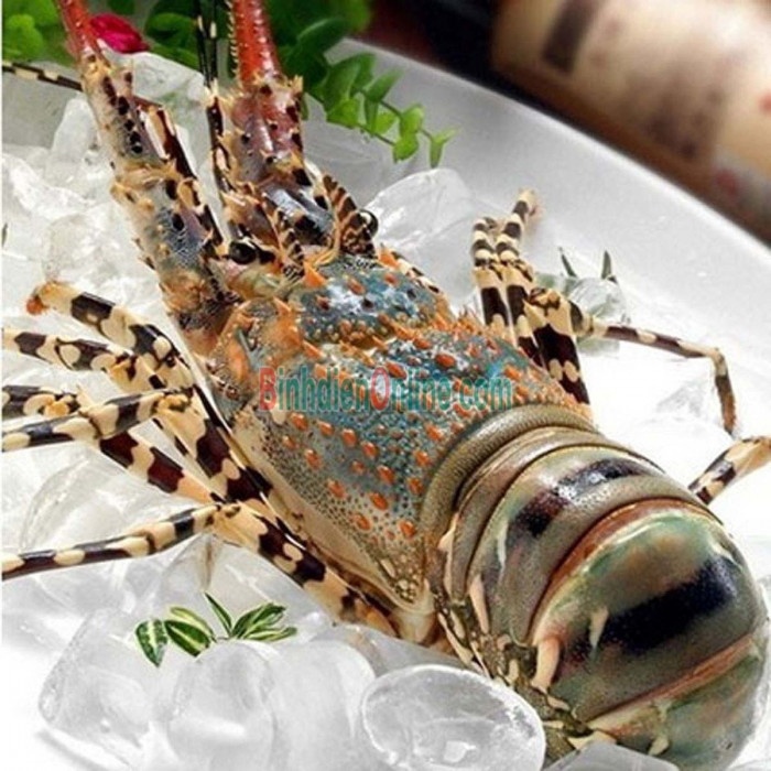 Tôm hùm bông tươi sống