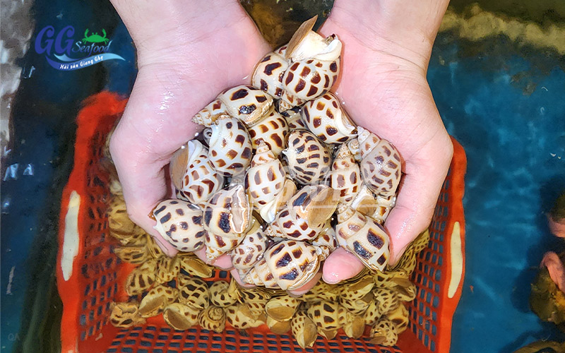 ốc hương