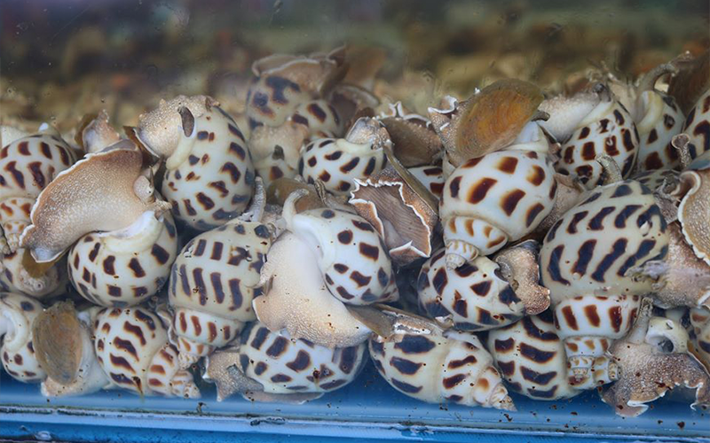 Ốc Hương
