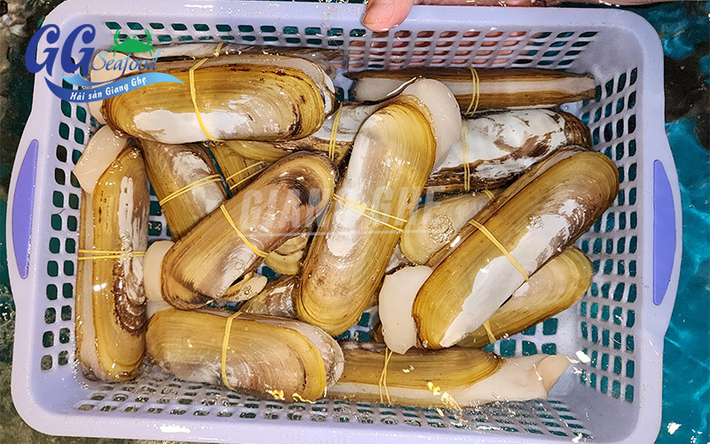 giá ốc móng tay sống