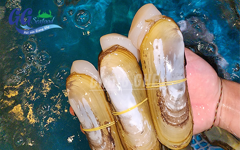 ốc móng tay sống tại hồ