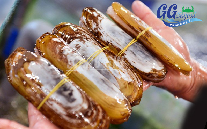 ốc móng tay tại giang ghẹ