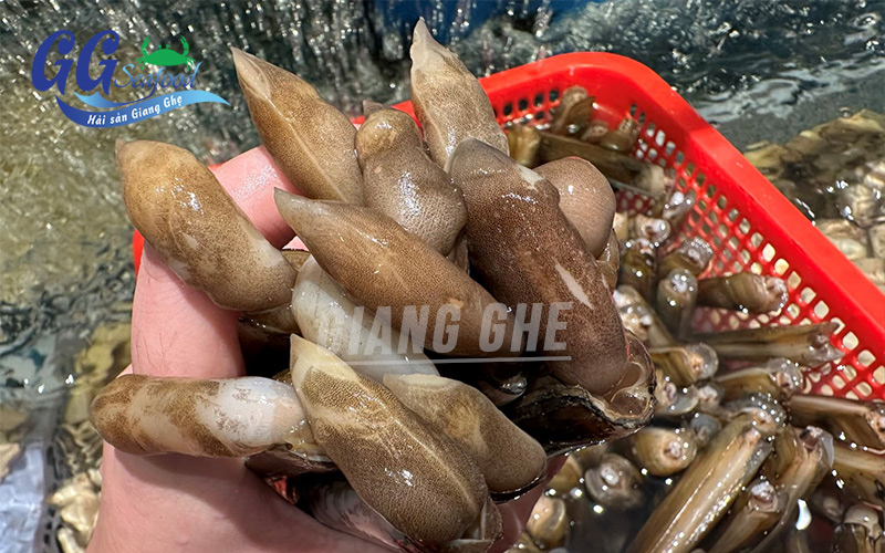 ốc móng tay