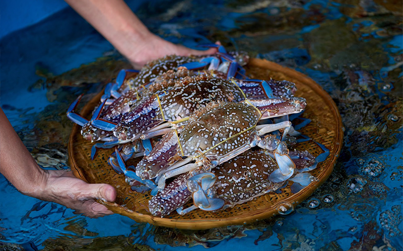 Giá ghẹ xanh loại 1
