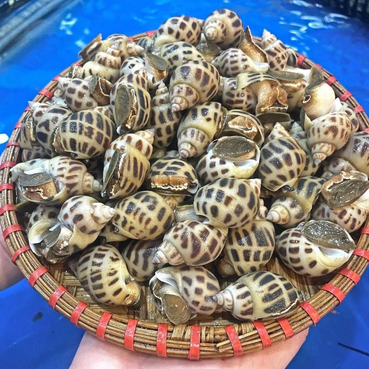 Ốc hương lớn (size 20-50 con/kg) - sống
