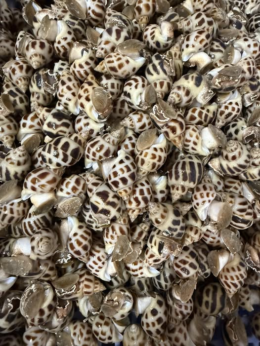 Ốc hương sống (size 90-100)