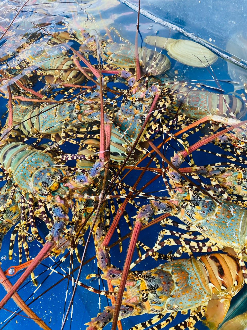 Tôm hùm bông sống 700-900g/con