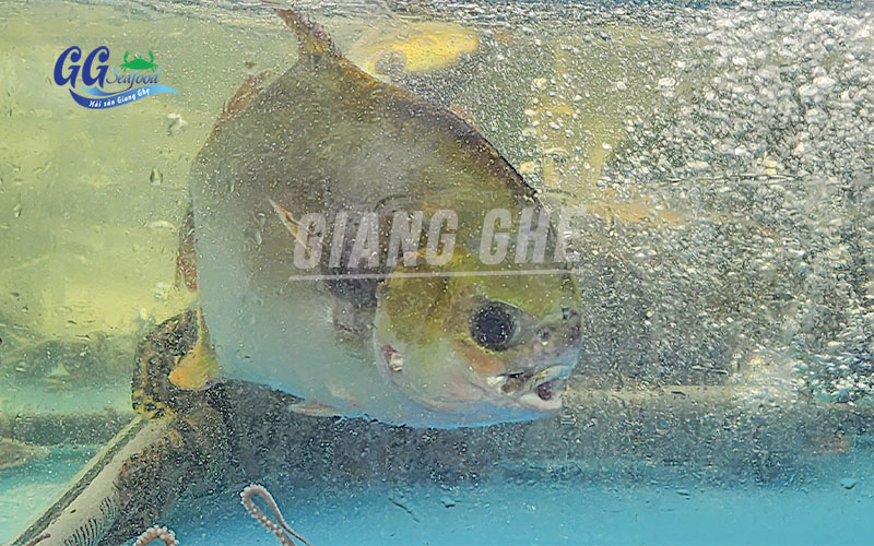 giá cá chim biển sống