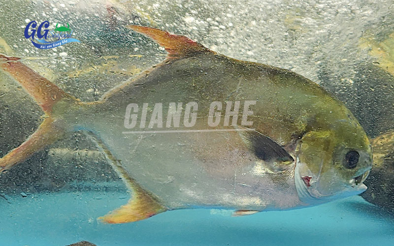 cá chim biển làm món gì ngon