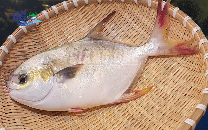 cá chim trắng biển